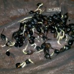 Germinated Sugar Maple Seeds