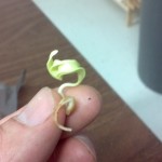 Sugar Maple Seed Germinated