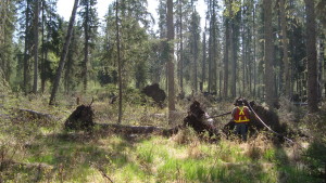 Residual Tree Transect