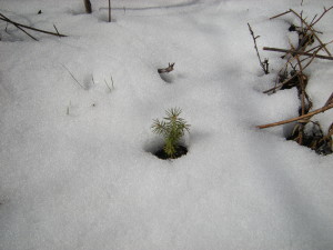 Spruce Seedling Snow