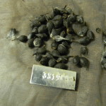 Tennessee Sugar Maple Seed