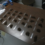 Sugar Maple seed lots
