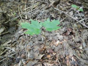 Second Year Maple Seedling