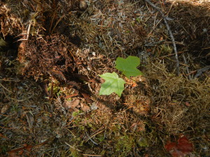 Sugar Maple Seedling in Boreal